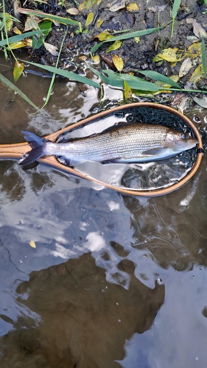 Abernant grayling - SR from Llangynidr